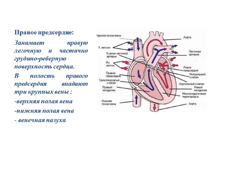 Правое предсердие: Занимает правую легочную и частично грудино-реберную поверхность сердца.  В полость правого